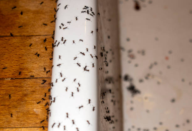Best Local Pest Control Services  in Twin City, GA