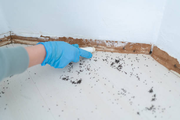 Best Ant Control Services  in Twin City, GA